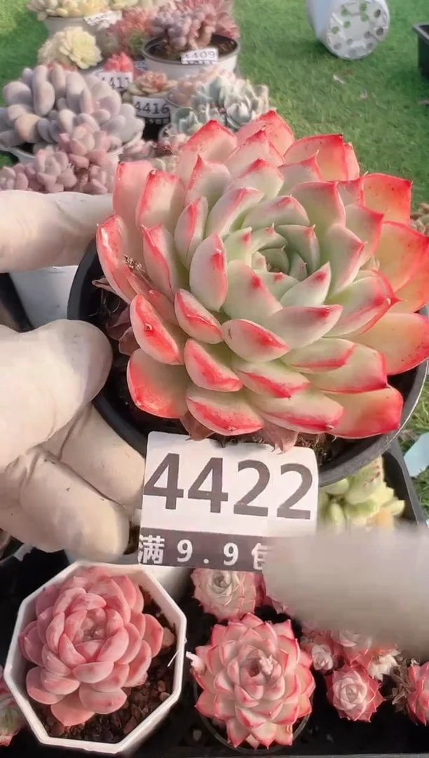 【闪购商品】信福多肉一物一拍