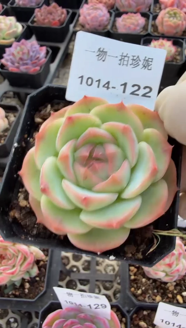 珍妮多肉1014-122