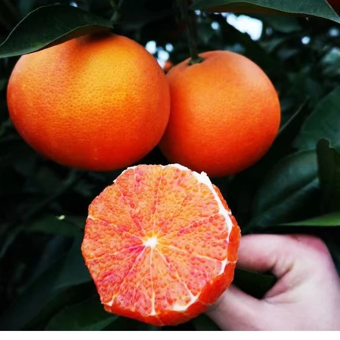 正宗重庆万州玫瑰香橙四川塔罗科血橙新鲜香橙整箱红心薄皮大果