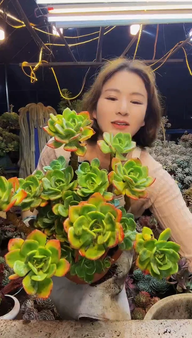 白月光一物一拍脱土包邮