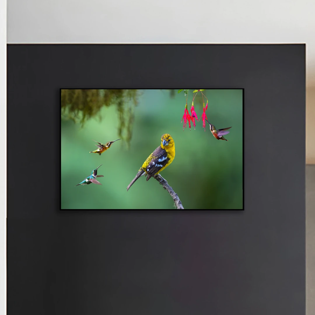 现代风家装鸟类装饰画鸟王推荐..黄腹斑翅雀（林中仙景）