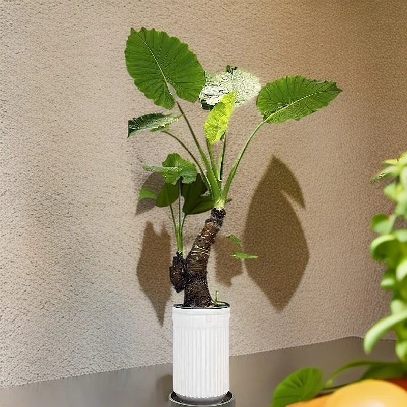 绿植吸醛大型盆景霸王芋盆栽室内滴水观音水土培室内生桩绿植