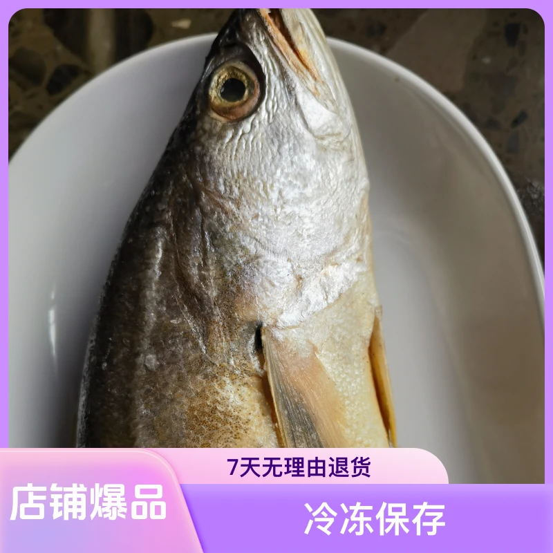 【铁锅炖大舅哥】岛里野生大黄花鱼（整条2条）