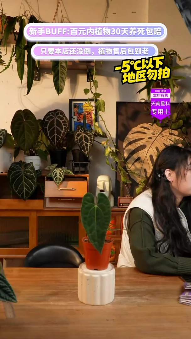 不开花植物梅子酱xPapi