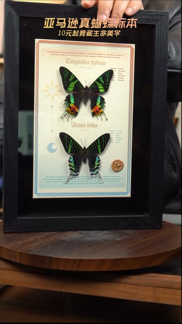 太阳蛾+月亮蛾设计款A4黑框