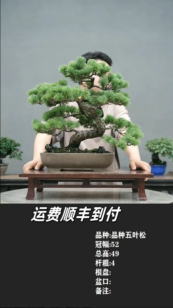 白*山6 五叶松