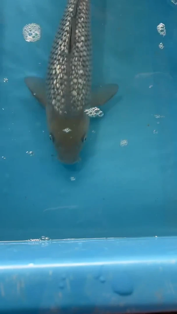 锦鲤太饱锦鲤36cm-48cm不包邮到付具体尺寸和品类以直播间为准