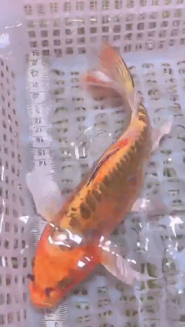 锦鲤冷水观赏鱼全场包邮53