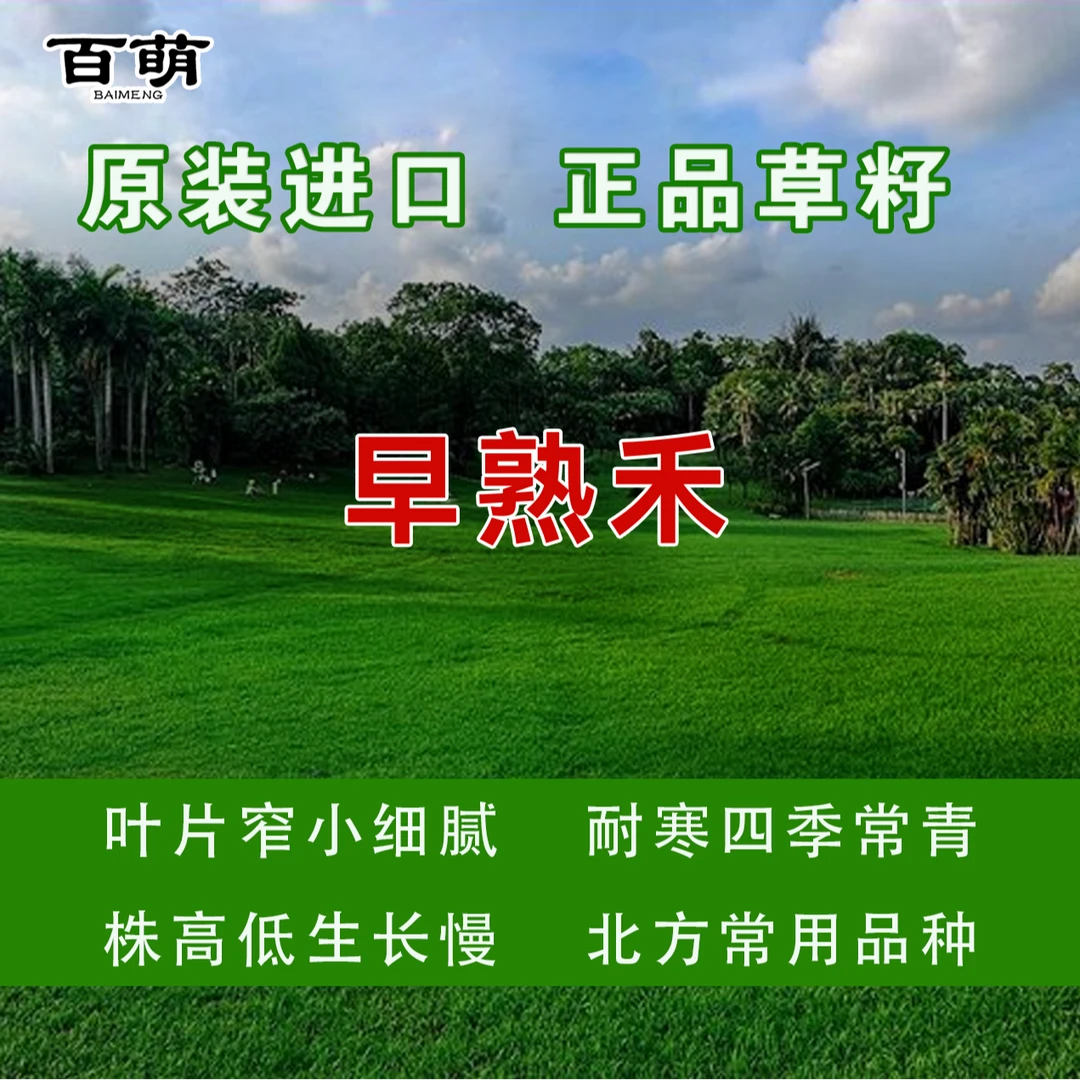 百绿授权 蓝标早熟禾种子 进口草坪种子