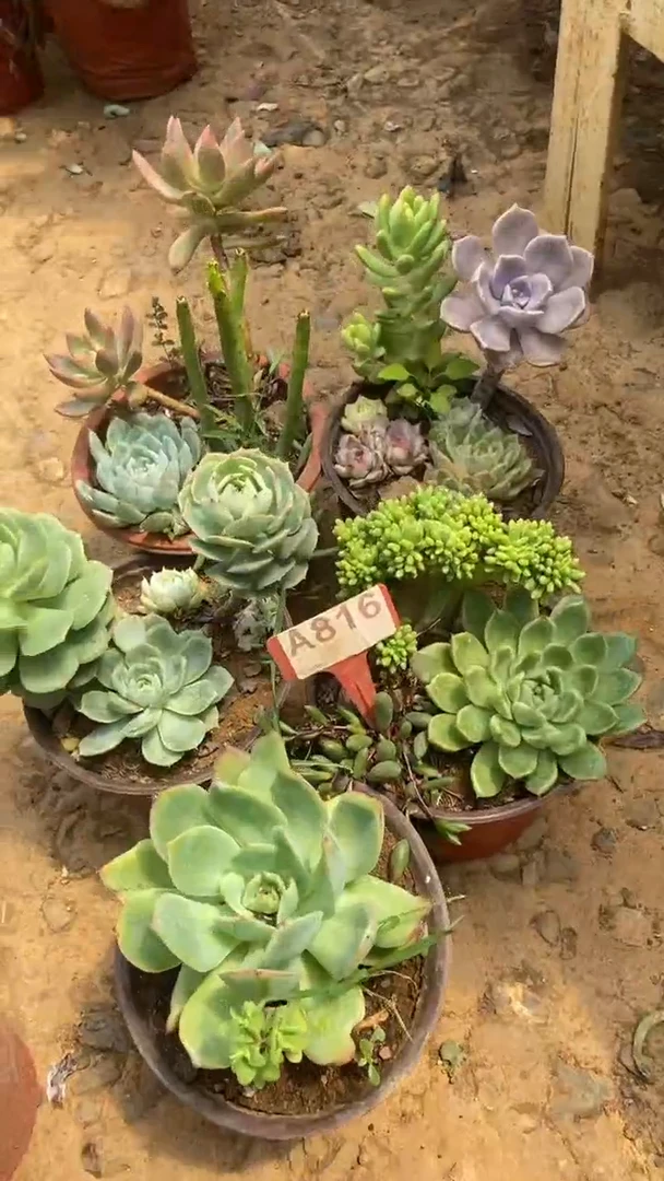 A816多肉组合默认脱土发货