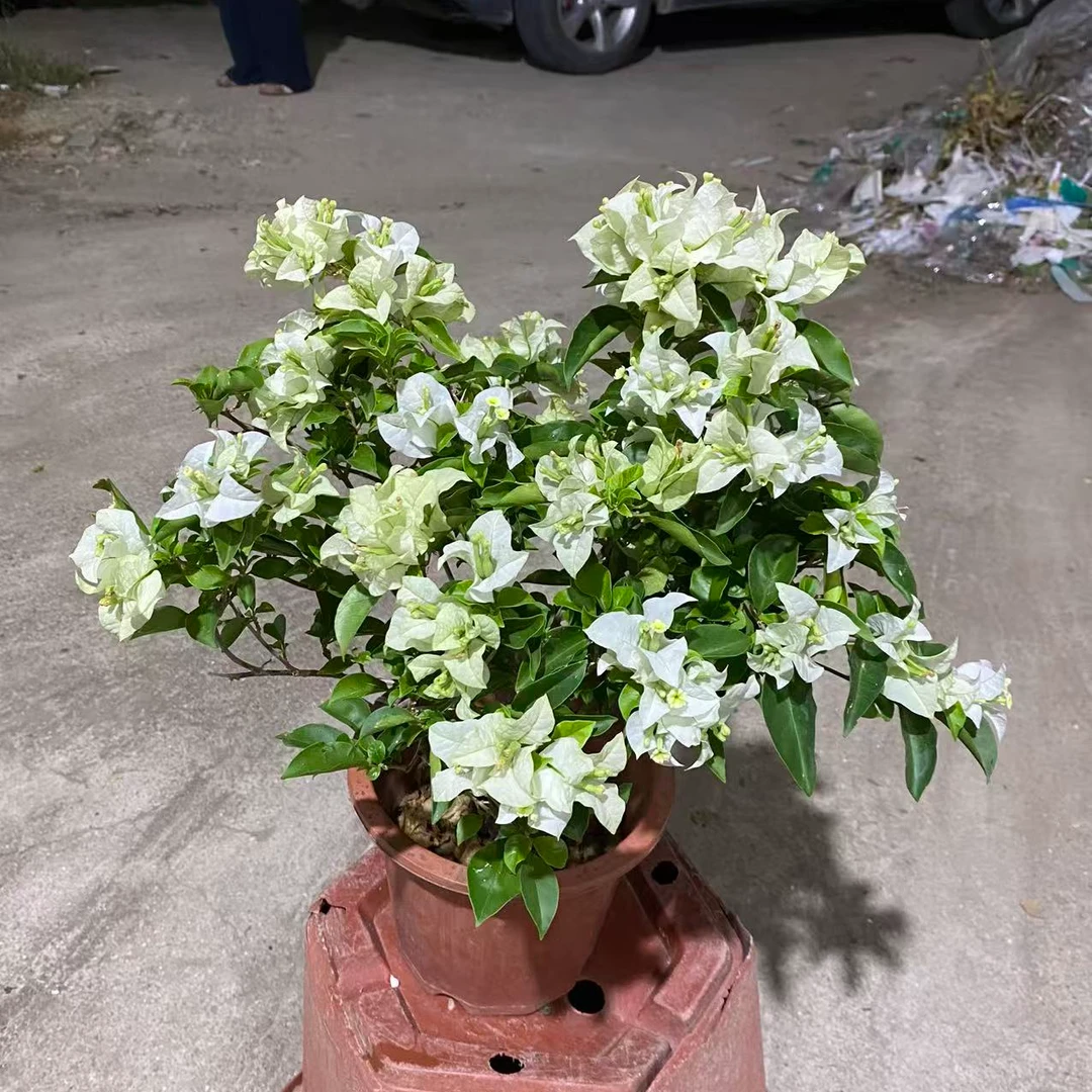 大苗【白雪公主】三角梅勤花品种阳台花卉掉花掉叶介意慎拍