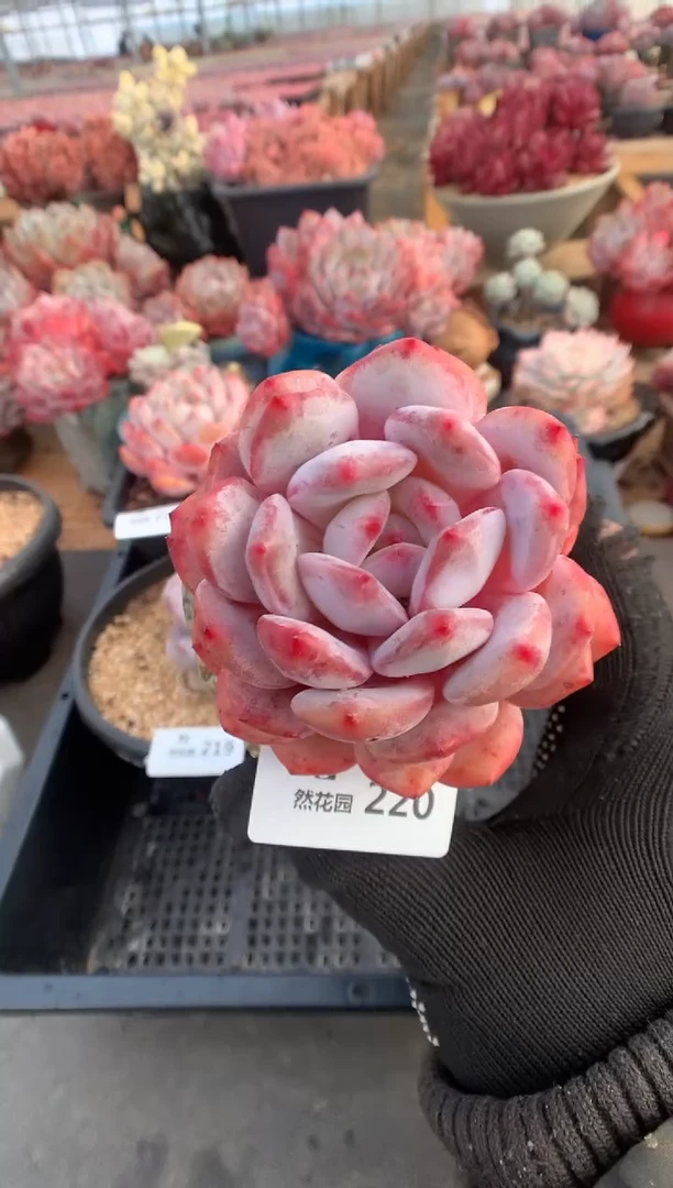 220雪天使多肉植物一物一拍