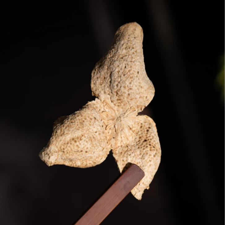 新会陈皮茶 原枝 青皮 陈皮茶