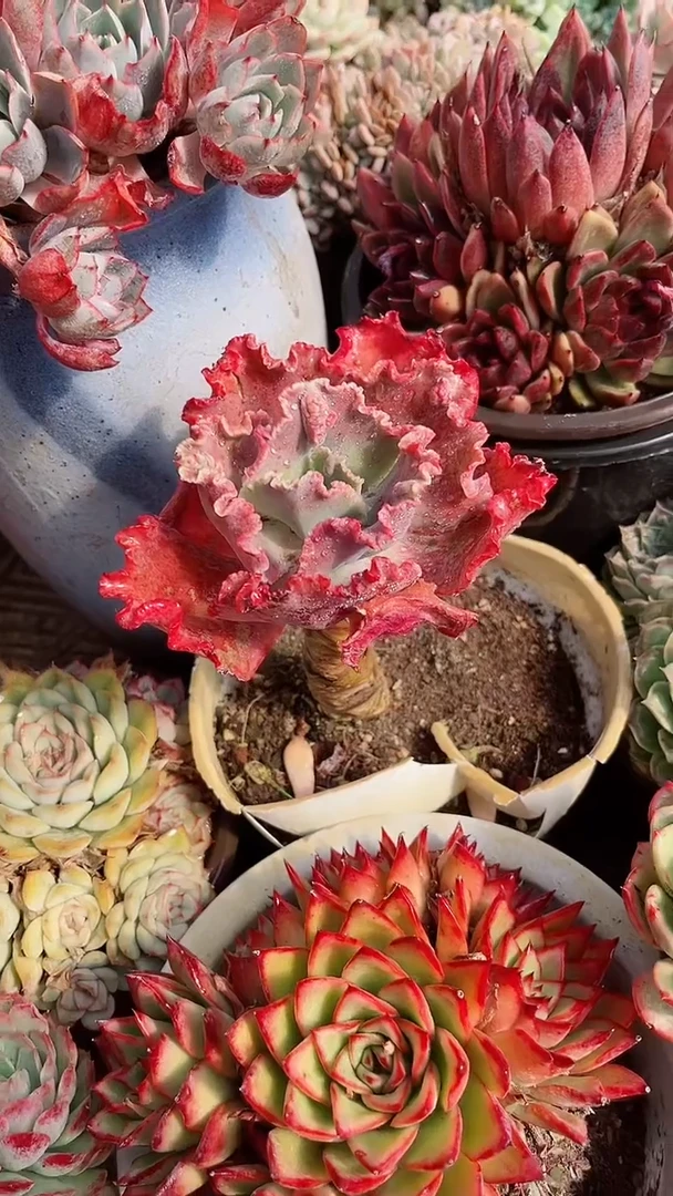 【闪购商品】18273