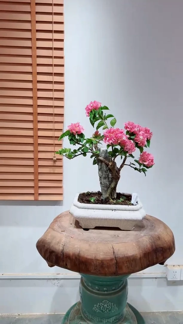 无花朵c****猫三角梅豆蔻年华