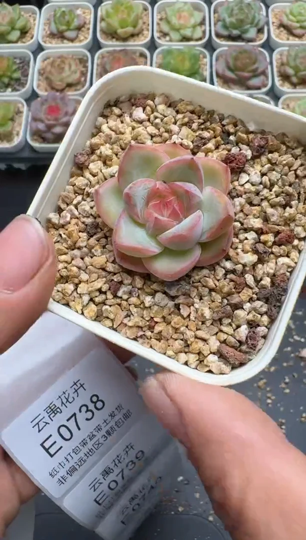 737E云禹多肉植物 带盆土纸巾打包 3颗包邮