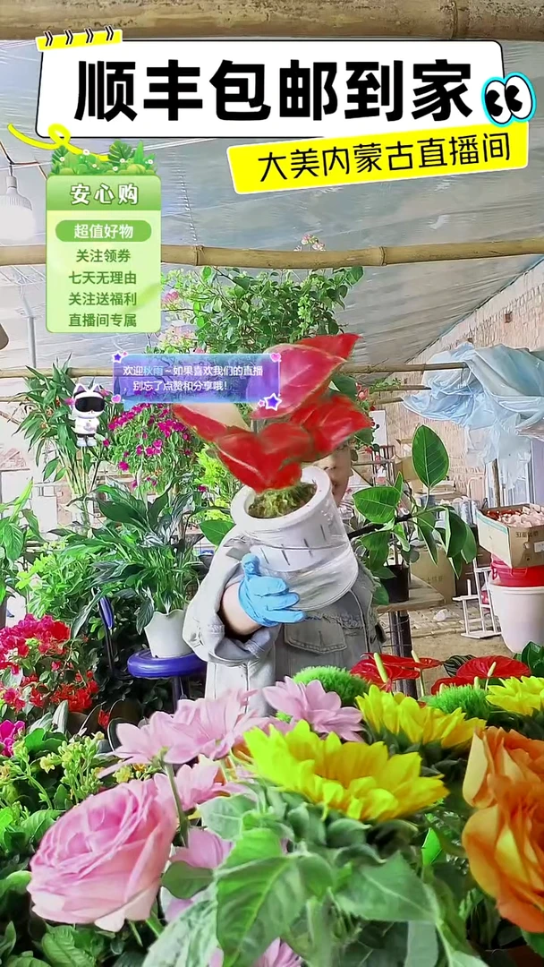 完全开放水培红如意