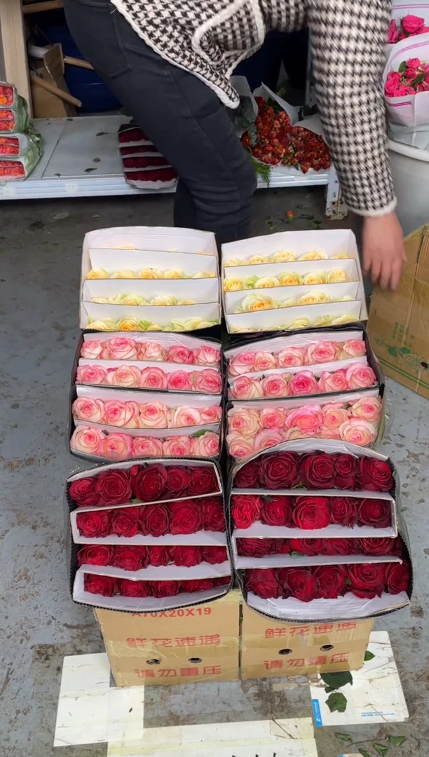 高原红20枝+艾沙20枝+香槟20枝