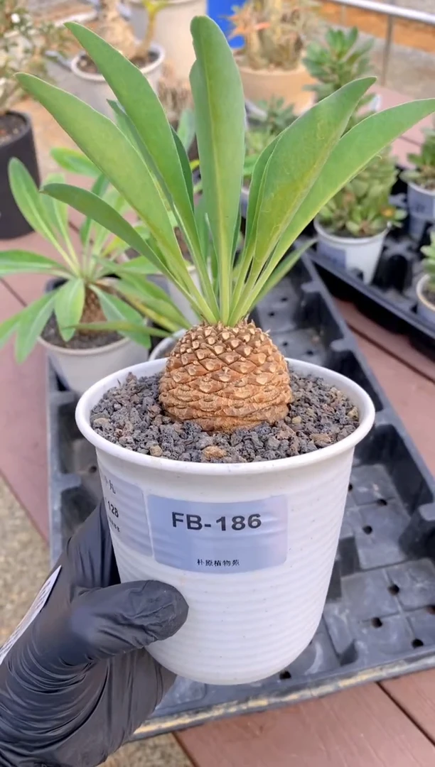 【闪购商品】铁甲丸FB-186