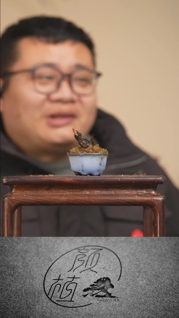 【闪购商品】盆景草本植物  顺丰