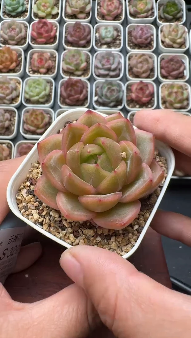328S带盆土发 当场拍3颗以上包柚 多肉植物 一物一拍
