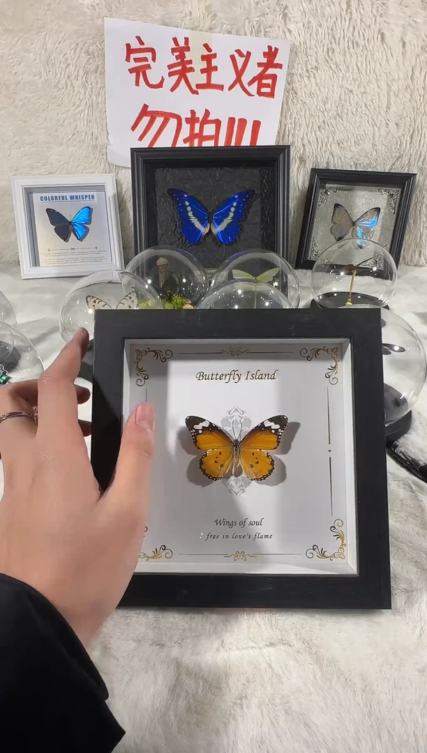 木金斑蝶相框