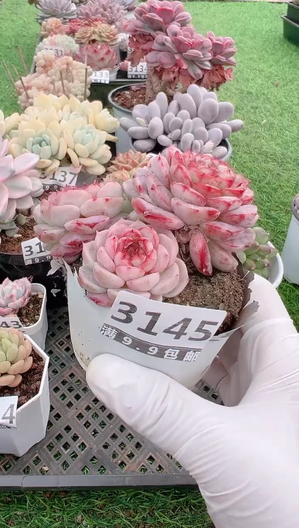 【闪购商品】信福多肉一物一拍