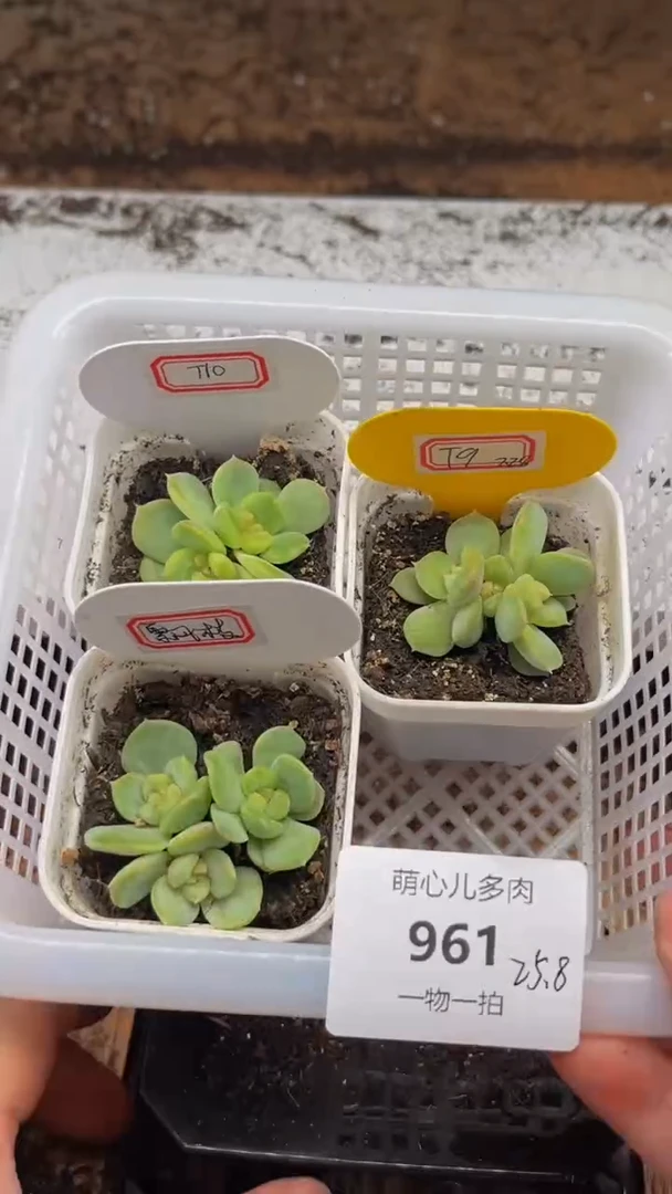 961 多肉植物多肉植物