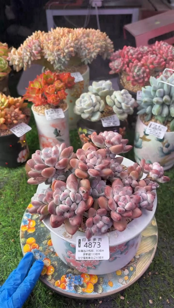 昆明印象多肉4873