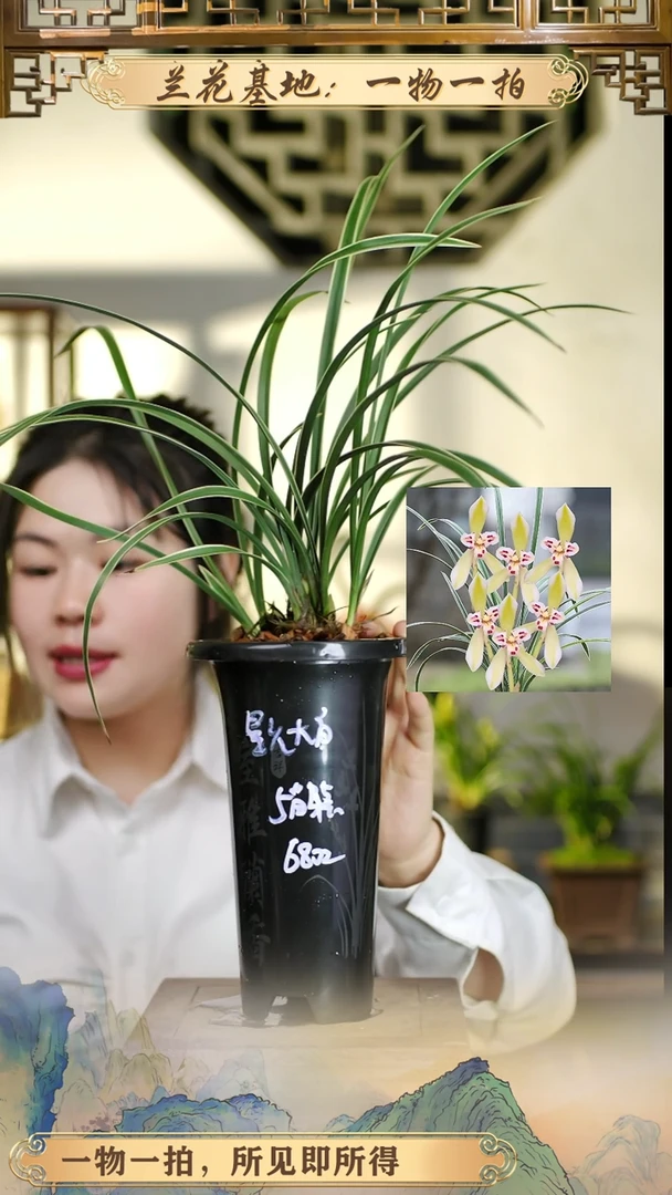 全部花苞星光大道5苗4花苞