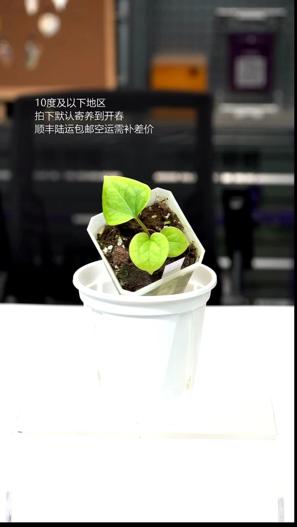 完全开放030-黄金KOS