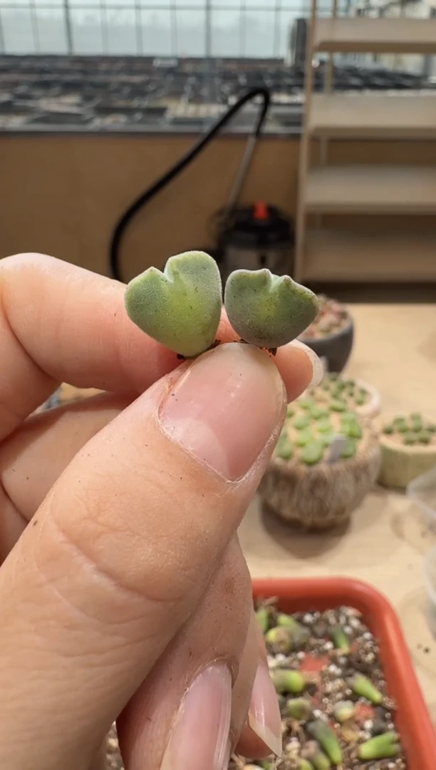 哇*哒18-230多肉植物肉锥