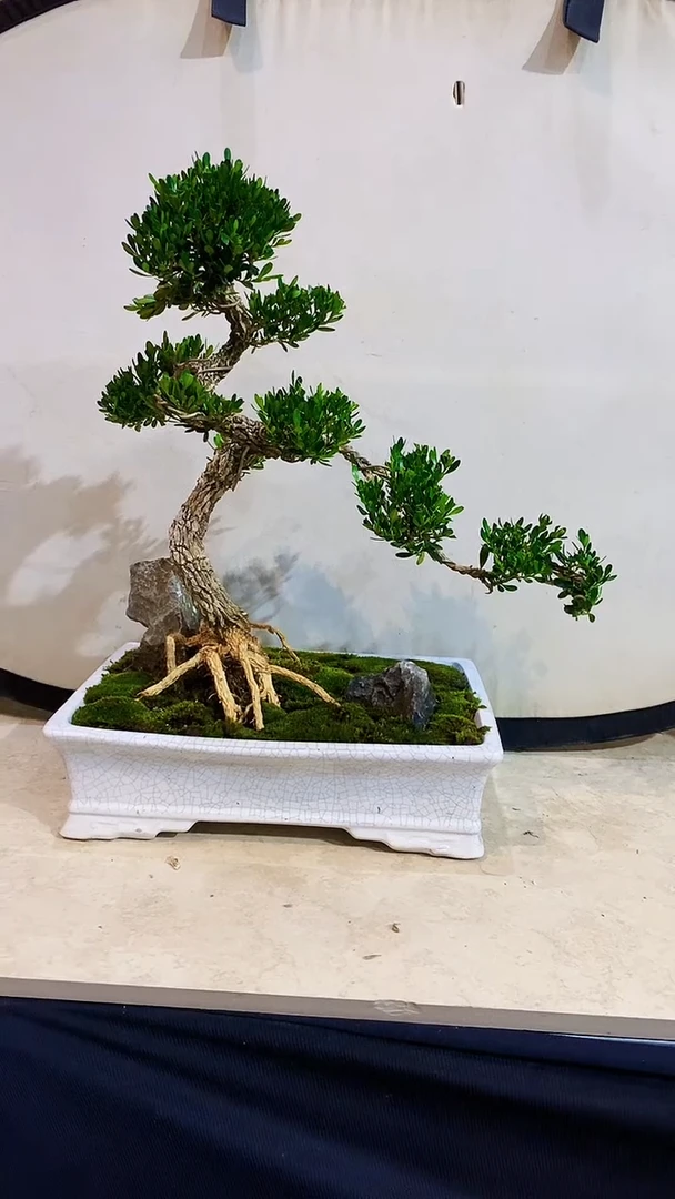 完全开放冰*⭐1111111111