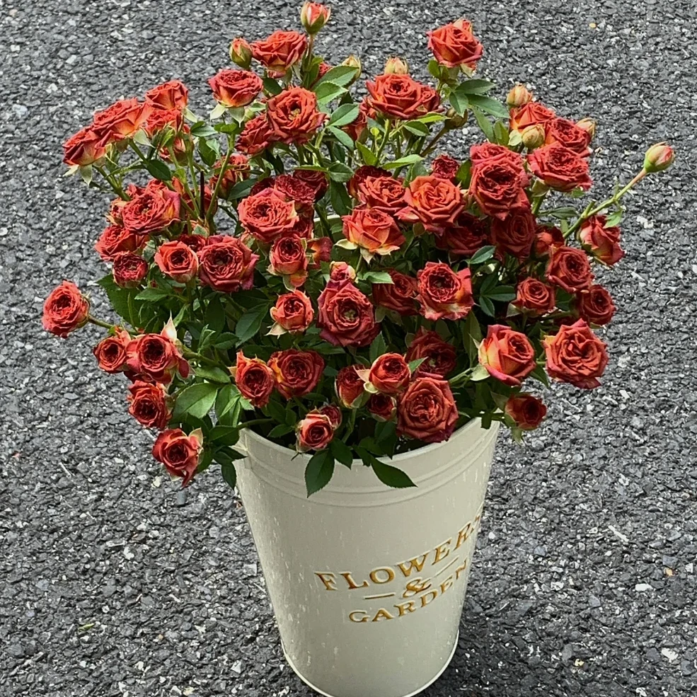 【巧克力泡泡AK】多头玫瑰10枝 基地直发 | 全场鲜花任意两单包邮