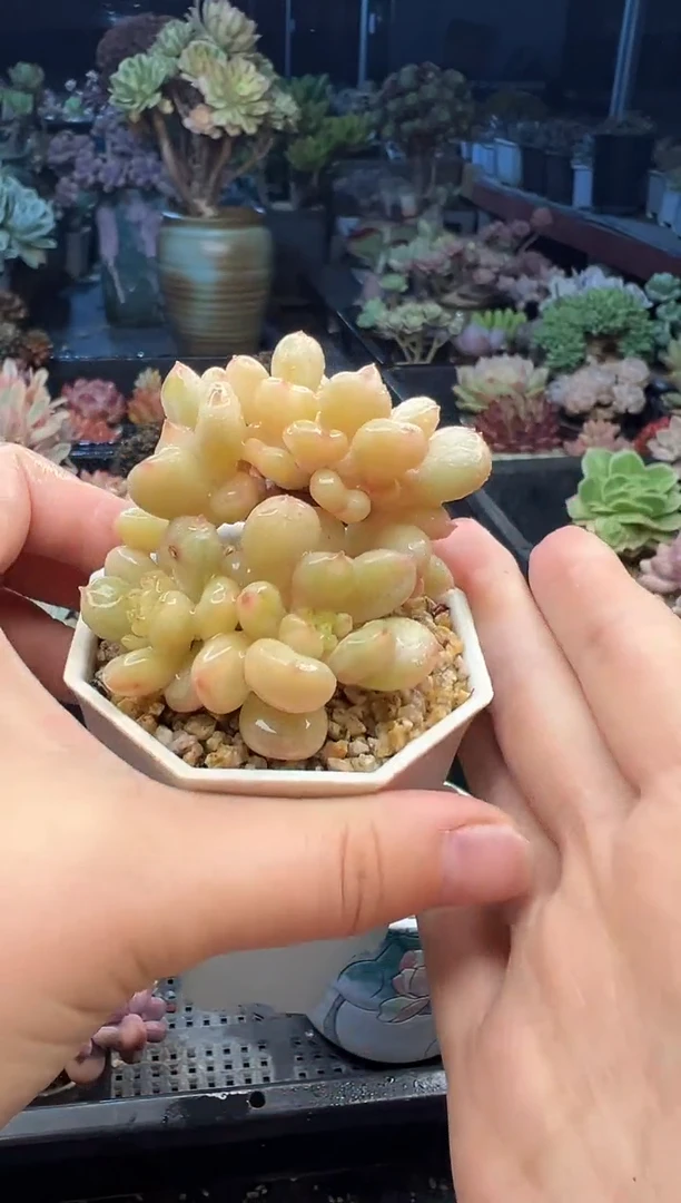 菀****…269               不带盆