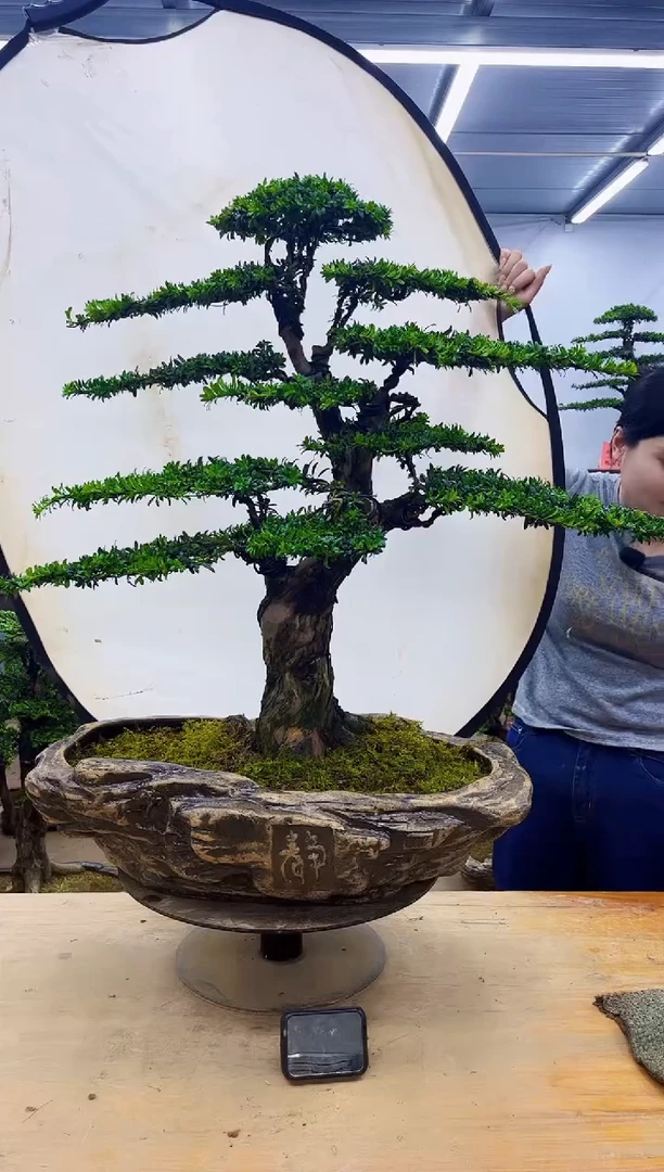 无花朵一物一拍，所见即所得