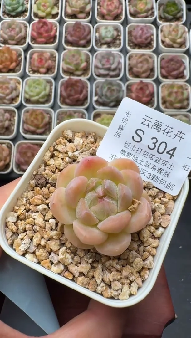 304S带盆土发 当场拍3颗以上包柚 多肉植物 一物一拍