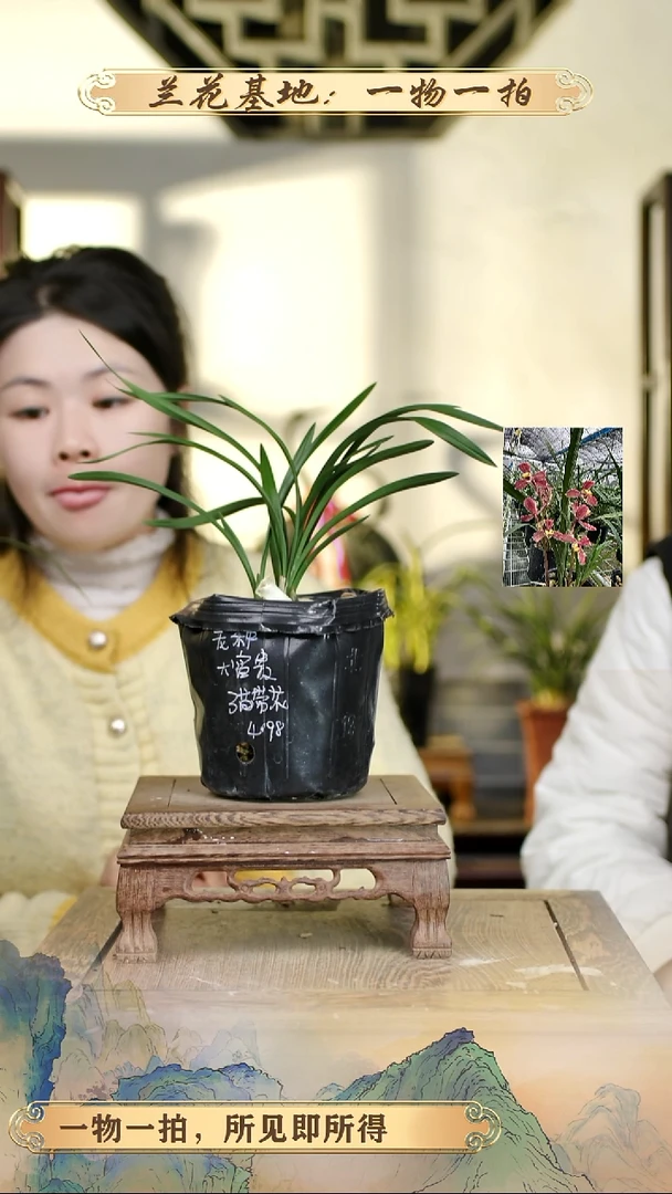 全部花苞老种大富贵