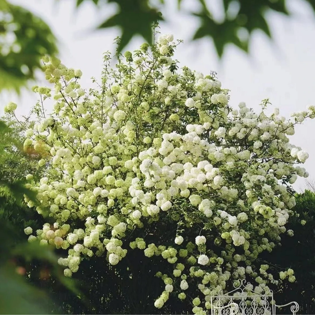 中华木绣球 木本绣球