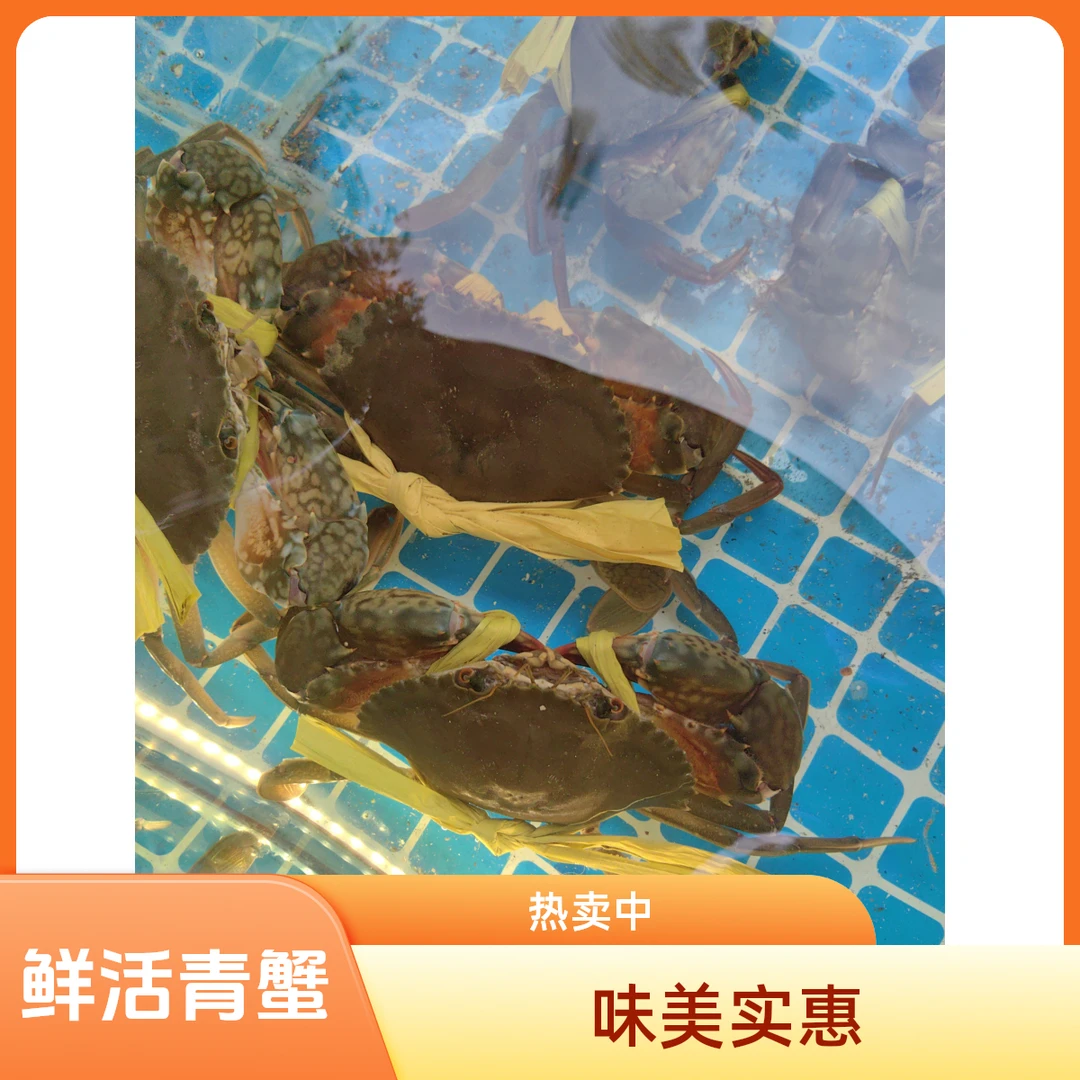 鲜活青蟹海鲜一只250克一只蟹同城配送