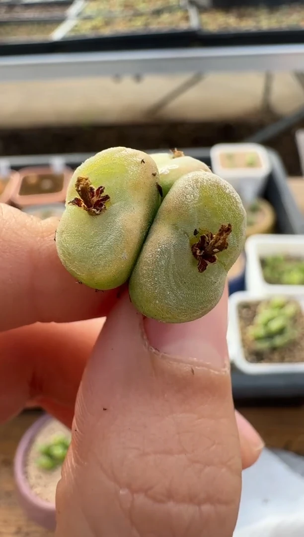 【闪购商品】2.5-191多肉