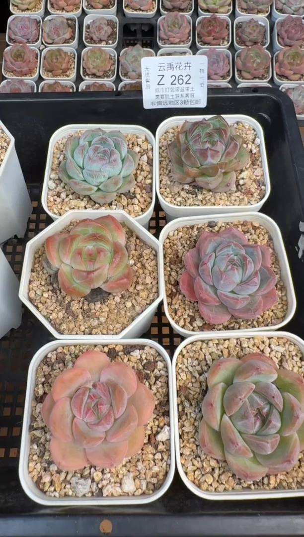 262Z珍妮多肉(6.5cm杯）一物一拍 带盆土发 6颗