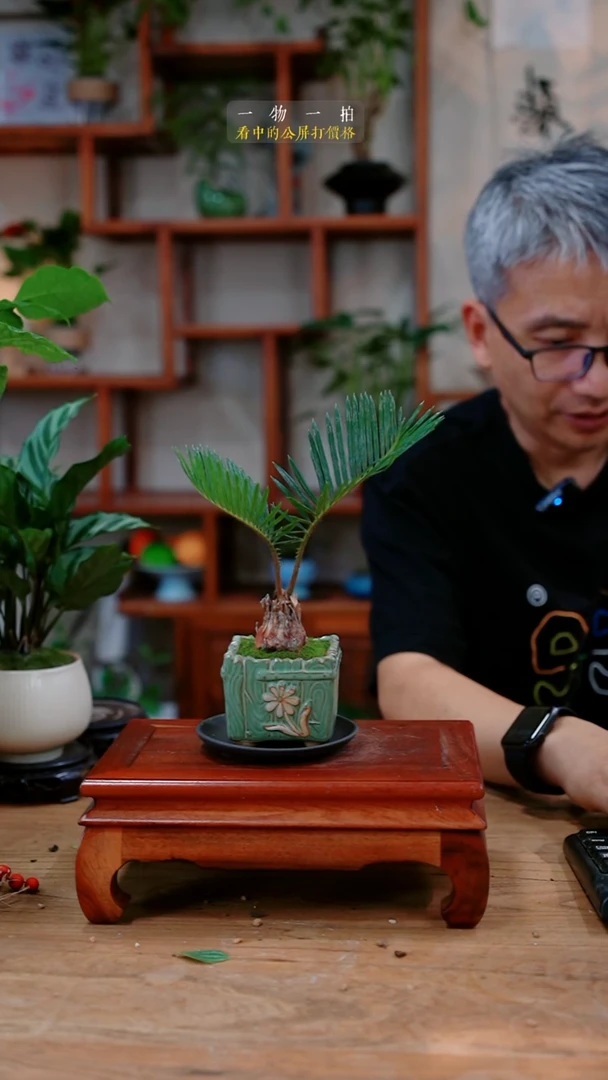 不开花植物✿****离铁树019