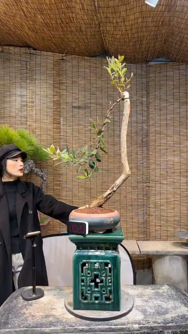 【闪购商品】文人桃金娘