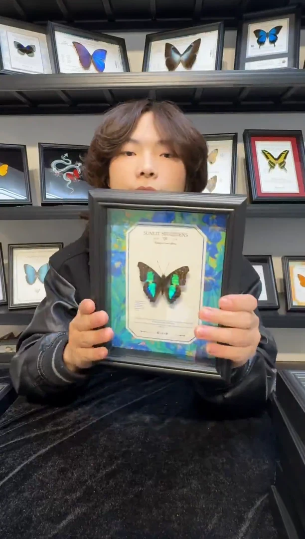 玻璃真实蝴蝶标本