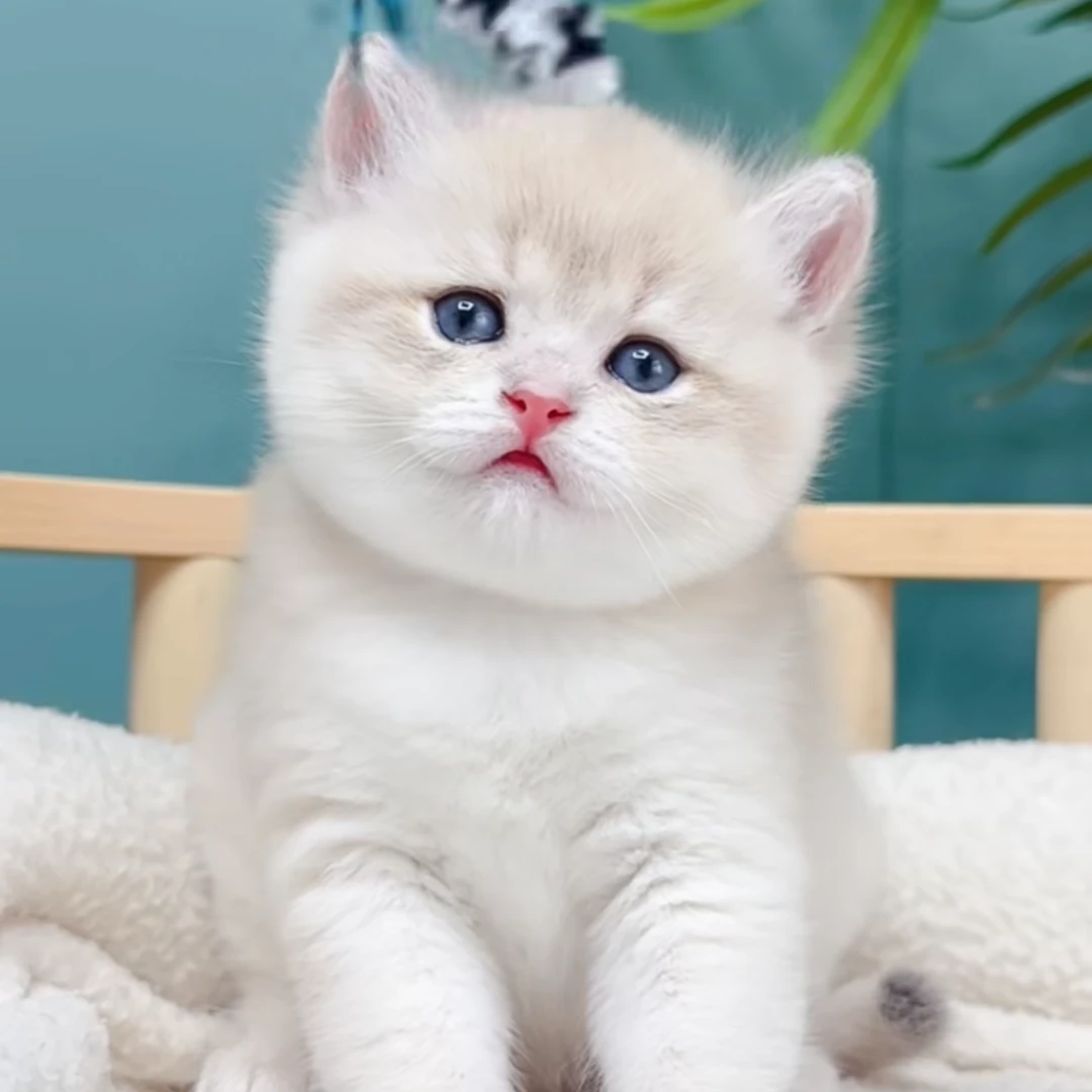 【肉垫猫舍】英短蓝金弟弟2个月大 小元宝耳