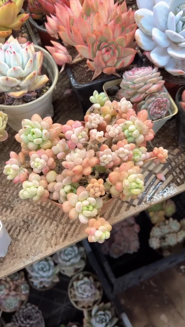 小*芝阿迷洲多肉花卉08433