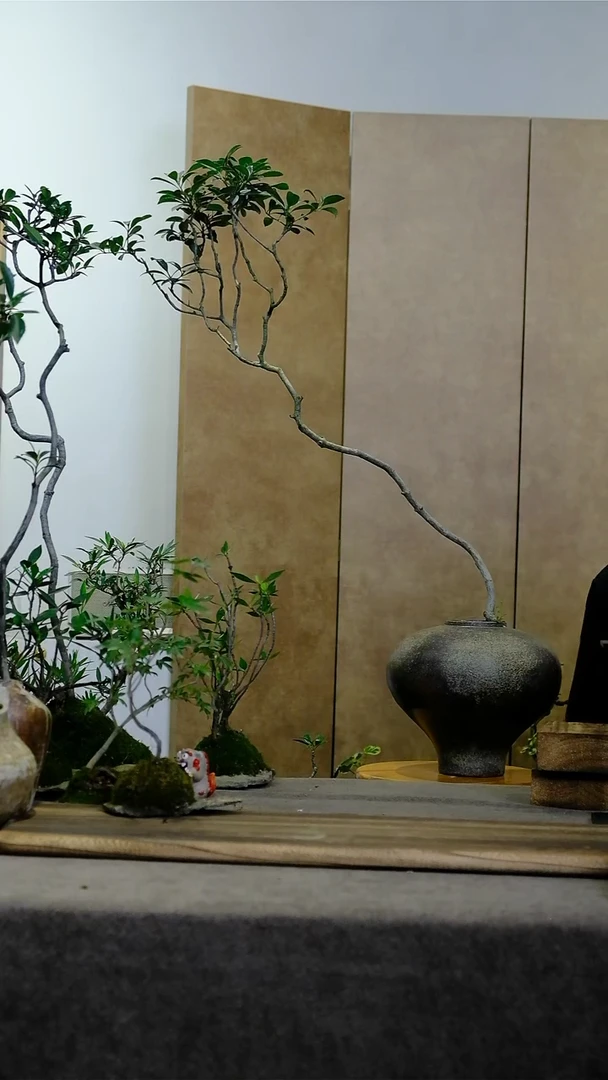 当前无花朵，栽培后可花朵ㅤ****醉海岛春花