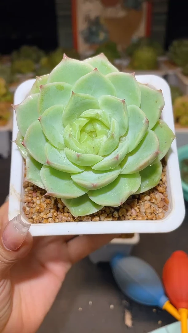 004蔷薇珍妮一物一拍