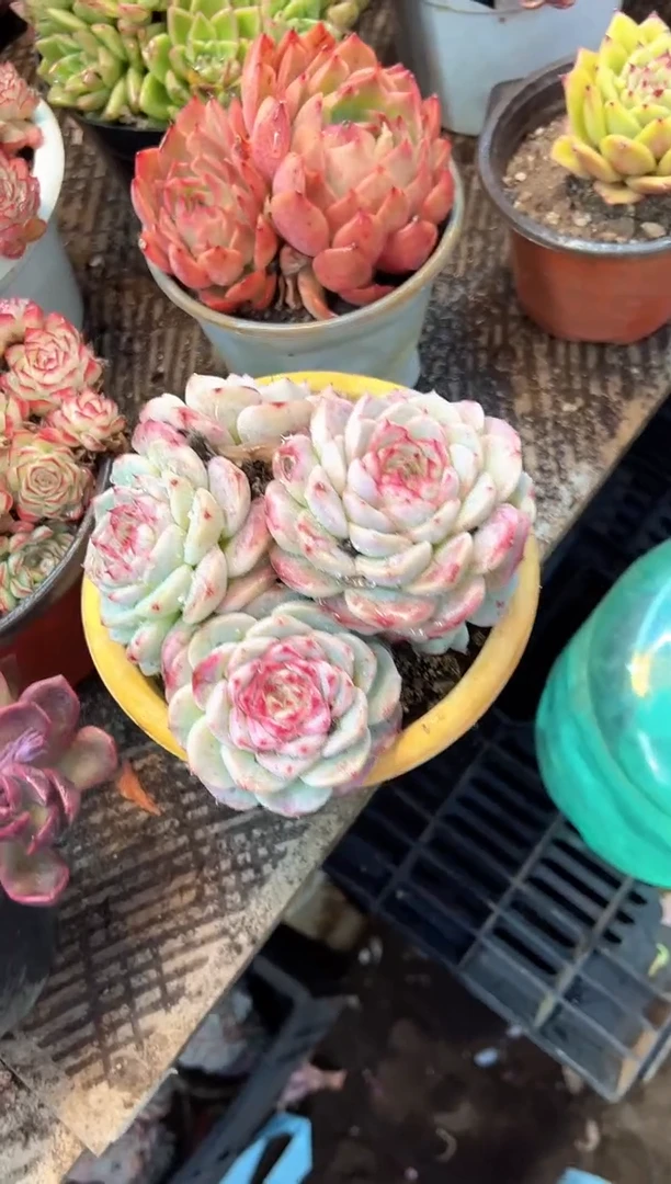 若多肉植物一物一拍03486